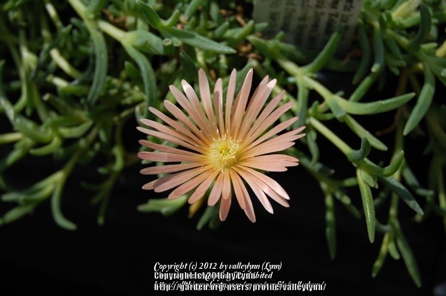 Photo of Ice Plant (Delosperma cooperi Mesa Verde®) uploaded by valleylynn