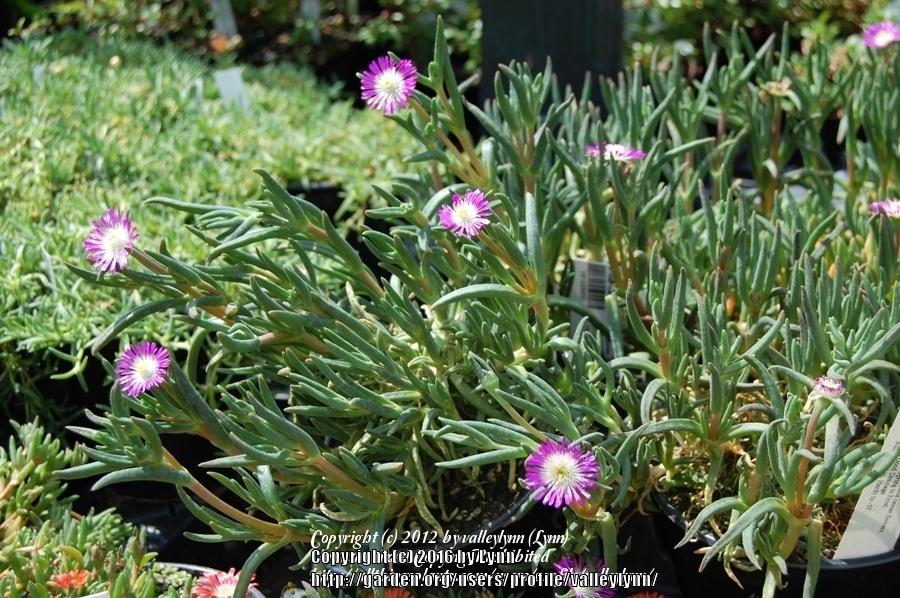Photo of Ice Plant (Delosperma floribundum Starburst®) uploaded by valleylynn