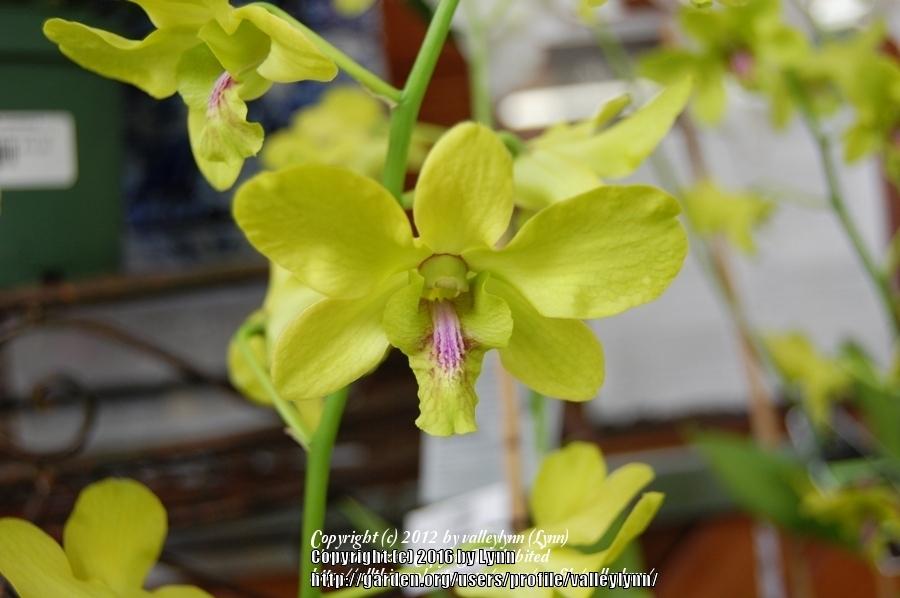 Photo of Orchid (Dendrobium) uploaded by valleylynn