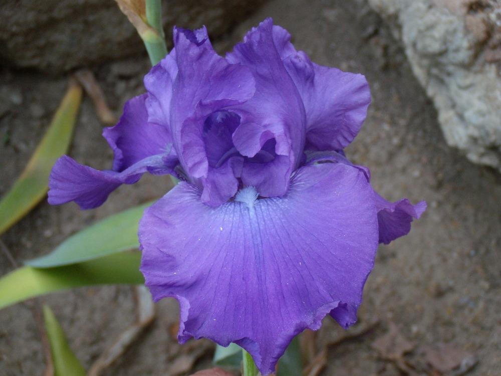 Photo of Tall Bearded Iris (Iris 'Think Big') uploaded by Betja