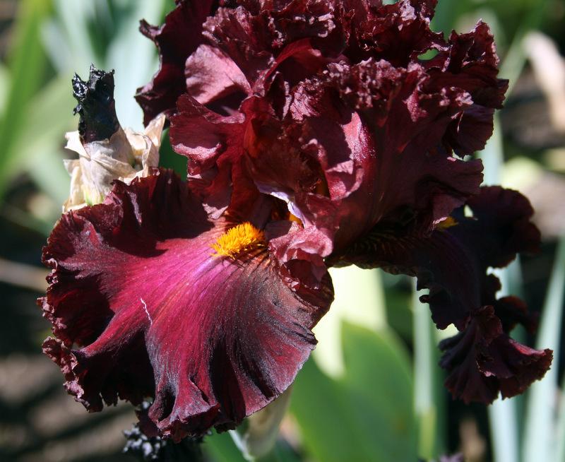 Photo of Tall Bearded Iris (Iris 'Trial by Fire') uploaded by Calif_Sue