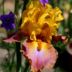 Location: Napa Iris Gardens
Date: 2012-05-21