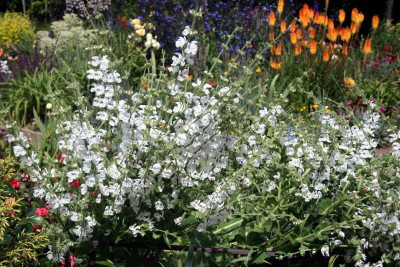 Photo of Silver Sage (Salvia argentea) uploaded by Calif_Sue