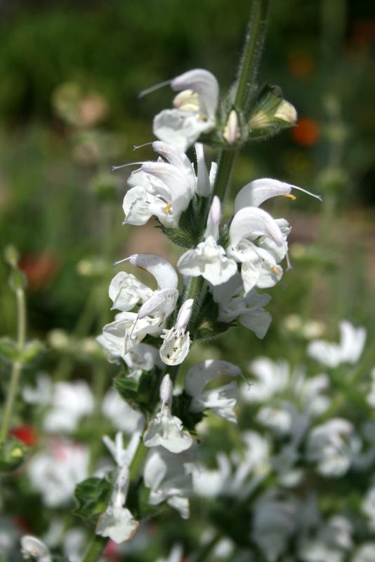Photo of Silver Sage (Salvia argentea) uploaded by Calif_Sue