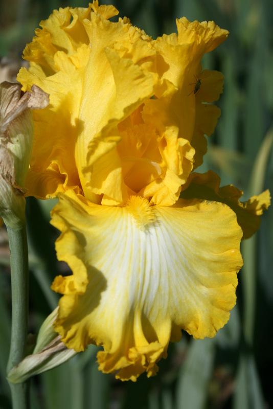 Photo of Tall Bearded Iris (Iris 'That's All Folks') uploaded by Calif_Sue