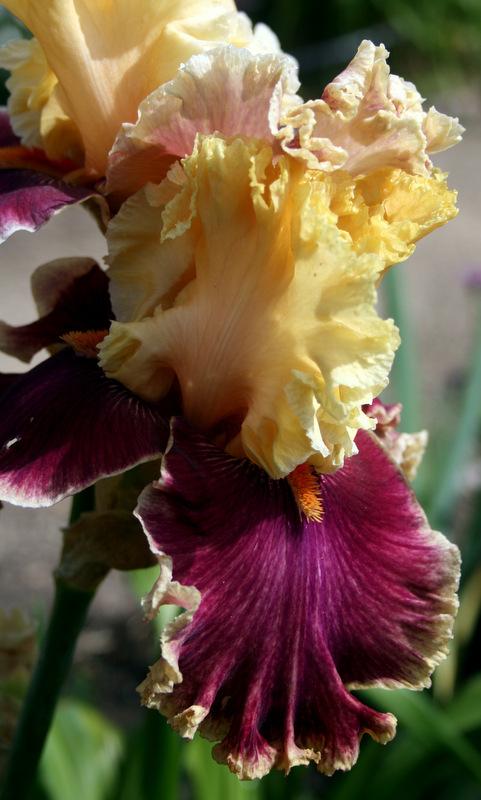 Photo of Tall Bearded Iris (Iris 'Decadence') uploaded by Calif_Sue