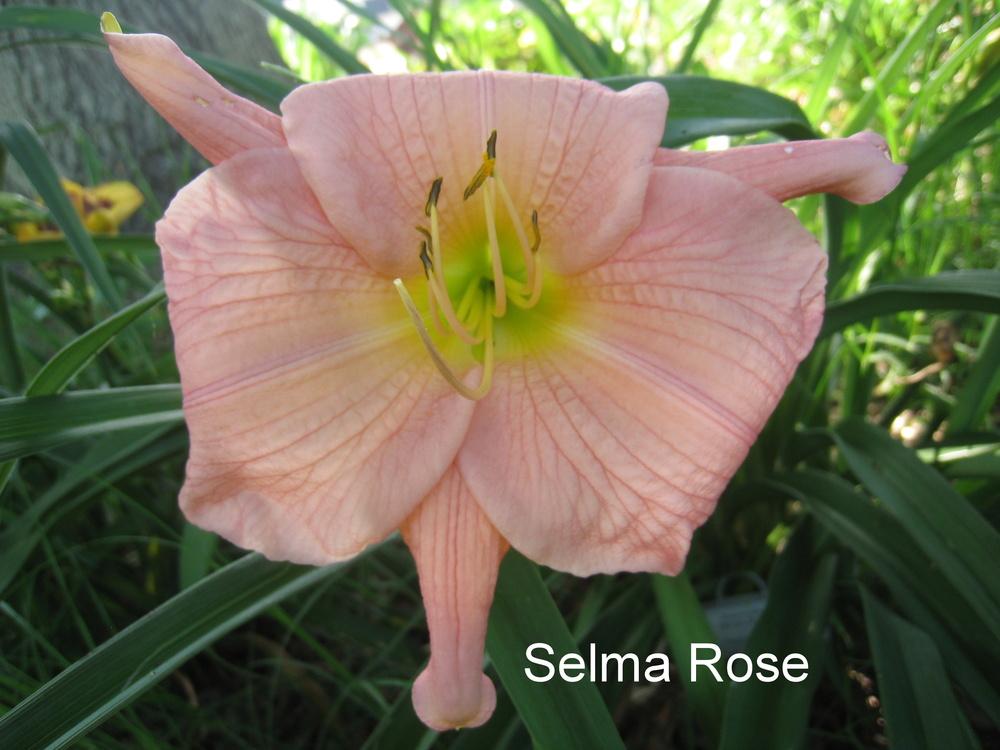 Photo of Daylily (Hemerocallis 'Selma Rose') uploaded by Hemophobic