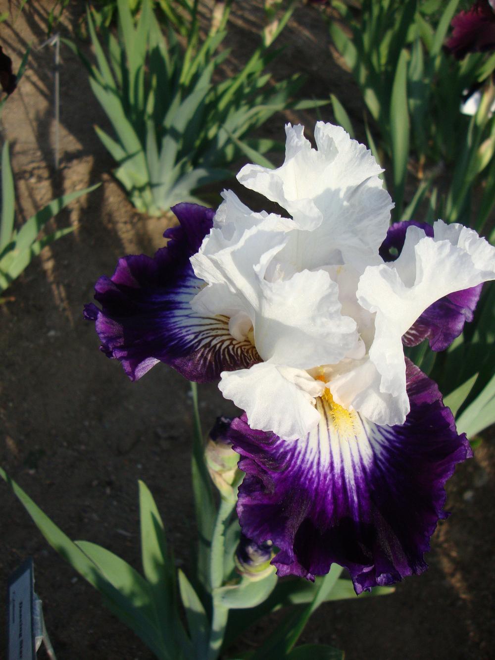 Photo of Tall Bearded Iris (Iris 'Dancing Star') uploaded by Paul2032