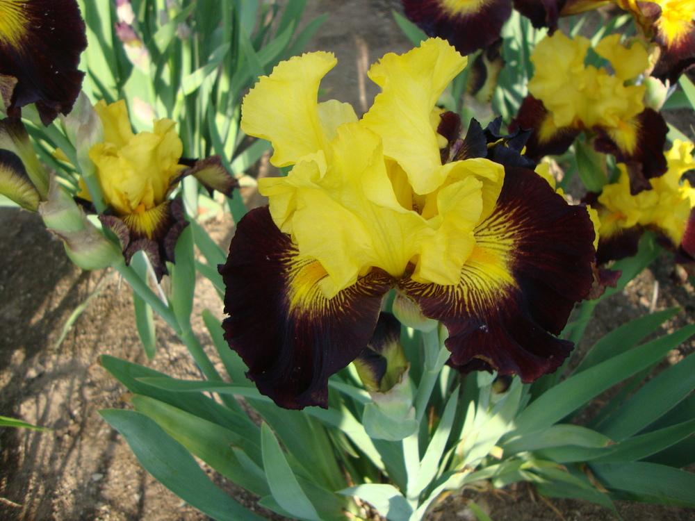 Photo of Tall Bearded Iris (Iris 'Explicit') uploaded by Paul2032
