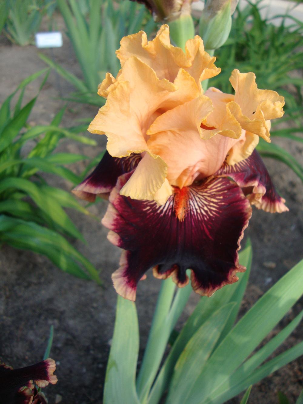 Photo of Tall Bearded Iris (Iris 'Glamour Pants') uploaded by Paul2032