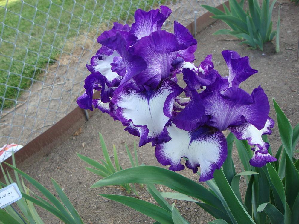 Photo of Tall Bearded Iris (Iris 'Lady Laree') uploaded by Paul2032