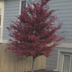 Location: Denver Metro, CO
Date: 2012-05-20
This tree is a few blocks from my house.  Absolutely stunning.