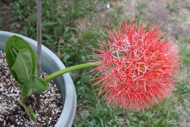 Photo of African Blood Lily (Scadoxus multiflorus) uploaded by gingin