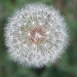 Location: Yukon, Oklahoma
Date: 2012-05-21
seedhead of a common dandelion