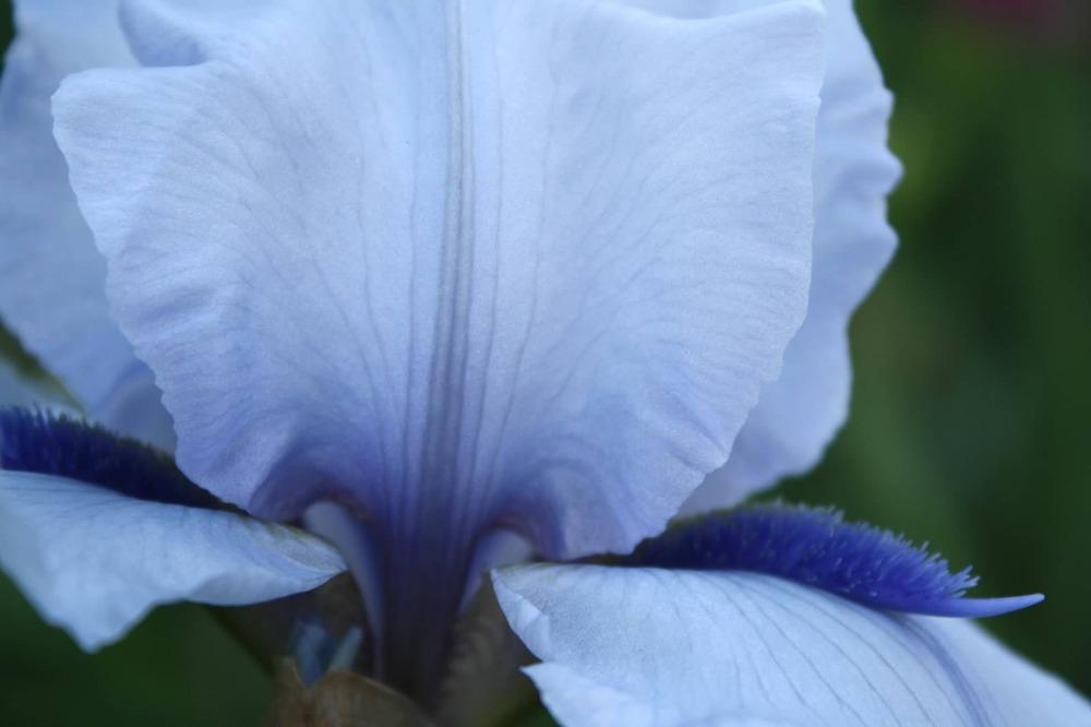 Photo of Tall Bearded Iris (Iris 'Blue Fin') uploaded by keyi