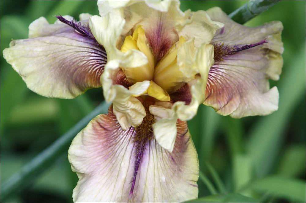 Photo of Tall Bearded Iris (Iris 'Thornbird') uploaded by keyi