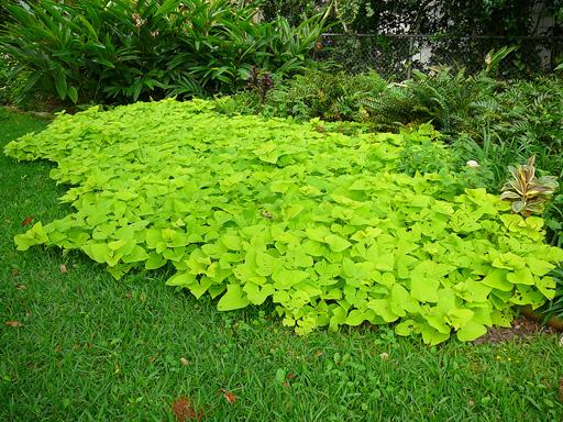 Vines as Ground Covers: Ground cover vines (National Gardening 