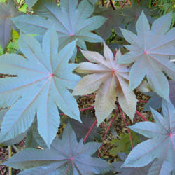 Location: My Garden - 9b, Lake Jackson, TX
Date: 2010-12-10
8\"-10\" wide leaves on a 10' H Plant