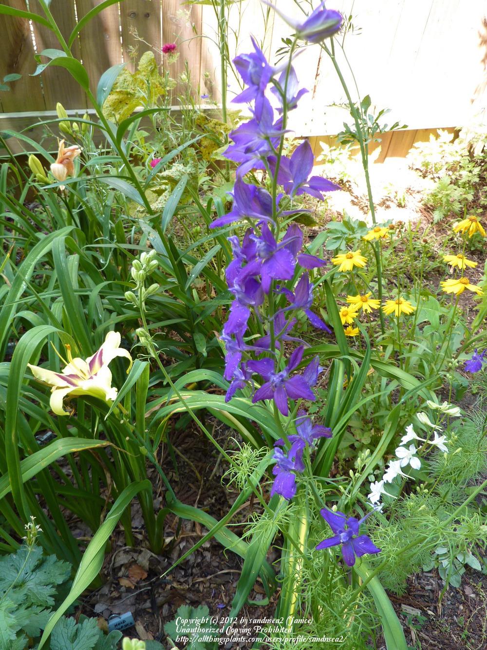 Photo of Larkspur (Consolida ajacis) uploaded by sandnsea2