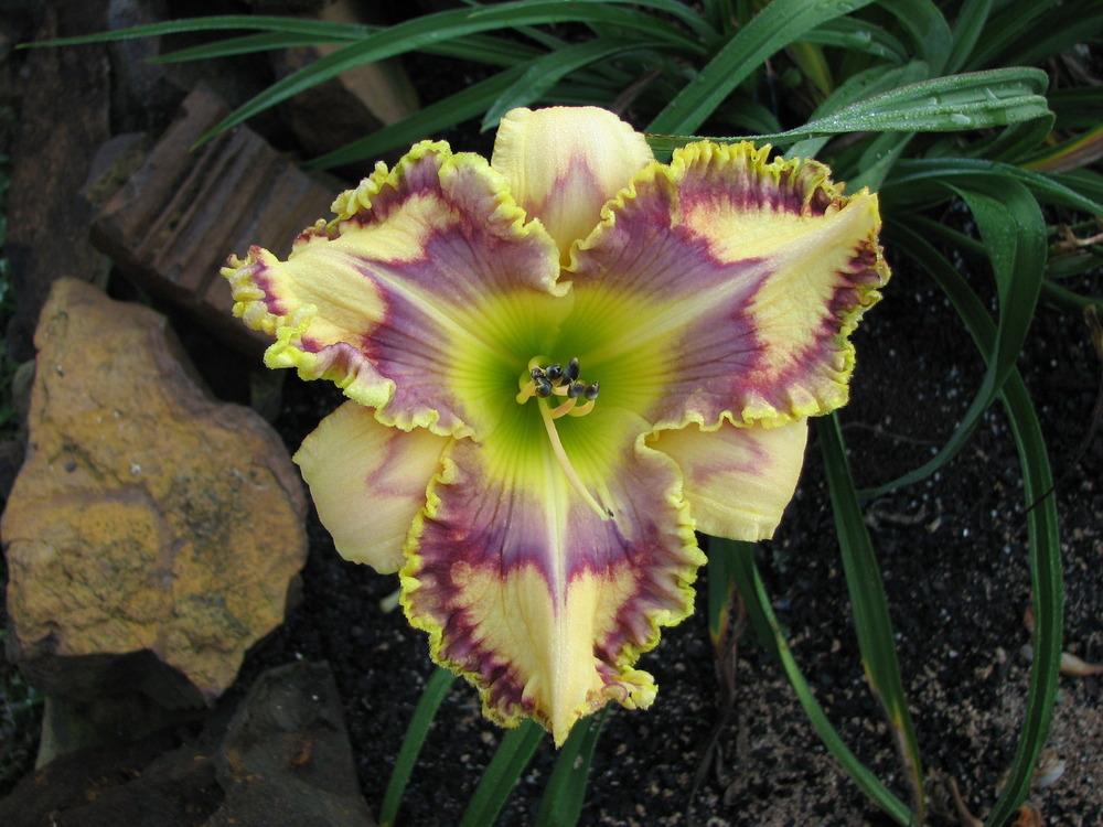 Photo of Daylily (Hemerocallis 'Golden-breasted Starling') uploaded by tink3472