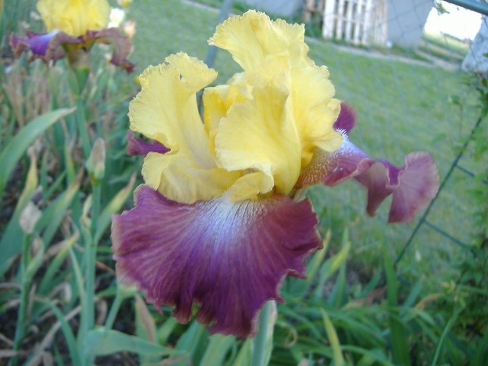 Photo of Tall Bearded Iris (Iris 'Darcy's Choice') uploaded by tveguy3