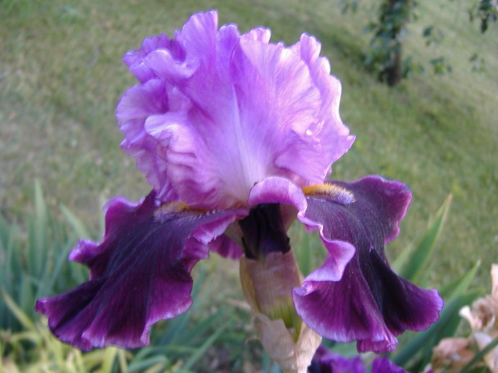 Photo of Tall Bearded Iris (Iris 'Made of Magic') uploaded by tveguy3