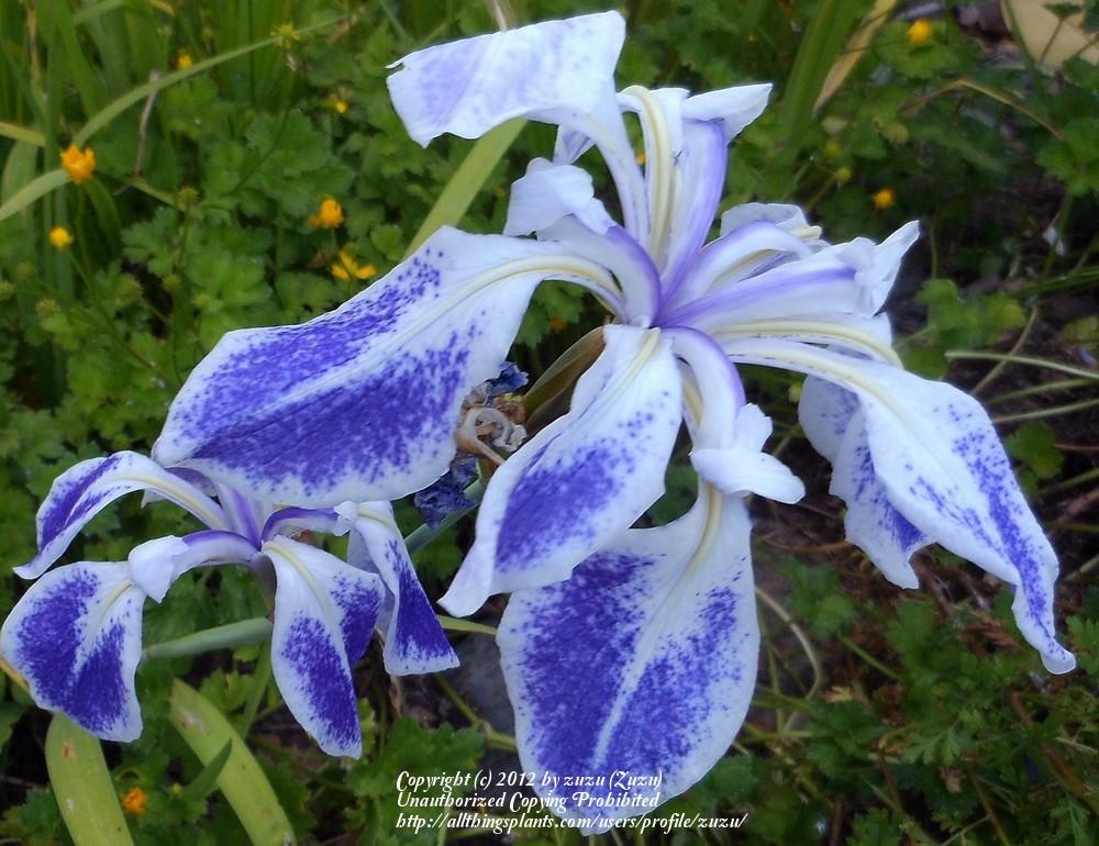 Photo of Iris (Iris laevigata 'Monstrosa') uploaded by zuzu