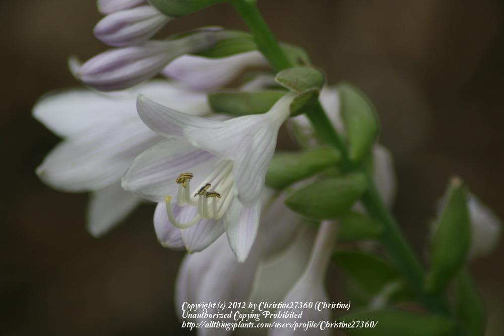 Photo of Hosta 'August Moon' uploaded by Christine27360