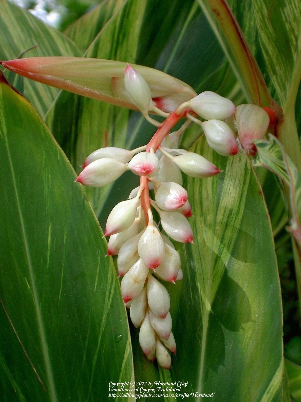 Photo of Variegated Shell Ginger (Alpinia zerumbet 'Variegata') uploaded by Horntoad