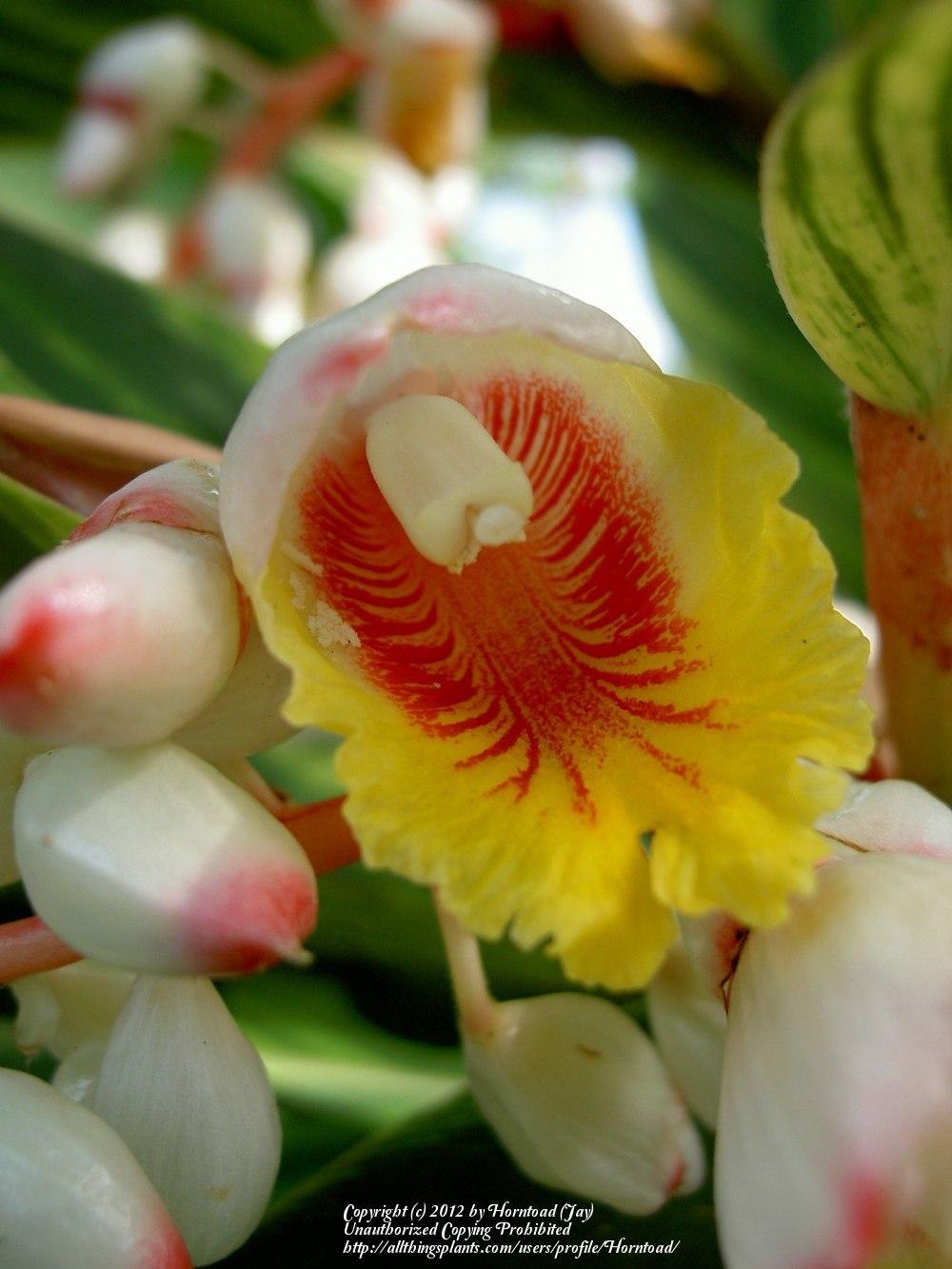 Photo of Variegated Shell Ginger (Alpinia zerumbet 'Variegata') uploaded by Horntoad