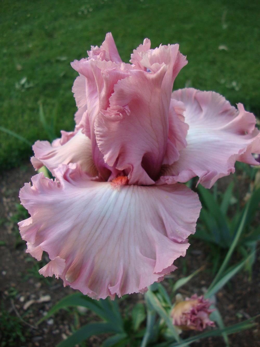 Photo of Tall Bearded Iris (Iris 'Hollywood Star') uploaded by Paul2032