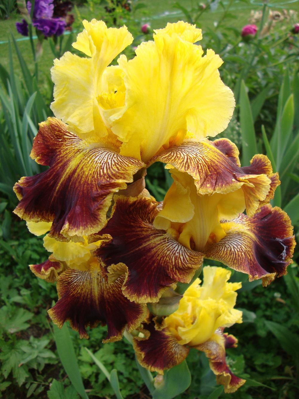 Photo of Tall Bearded Iris (Iris 'French Riviera') uploaded by Paul2032