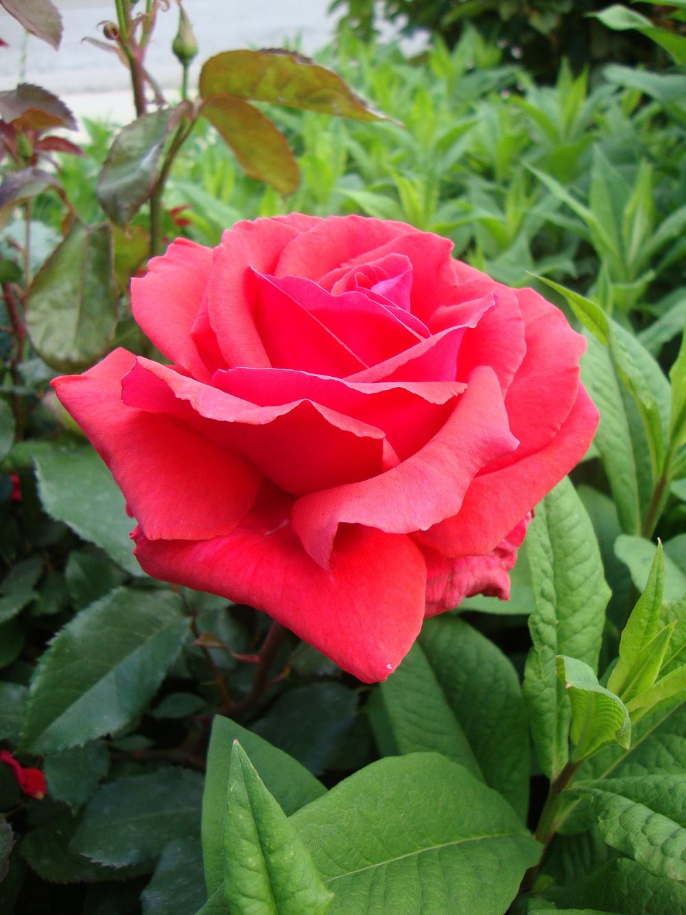 Photo of Rose (Rosa 'Fragrant Cloud') uploaded by Paul2032