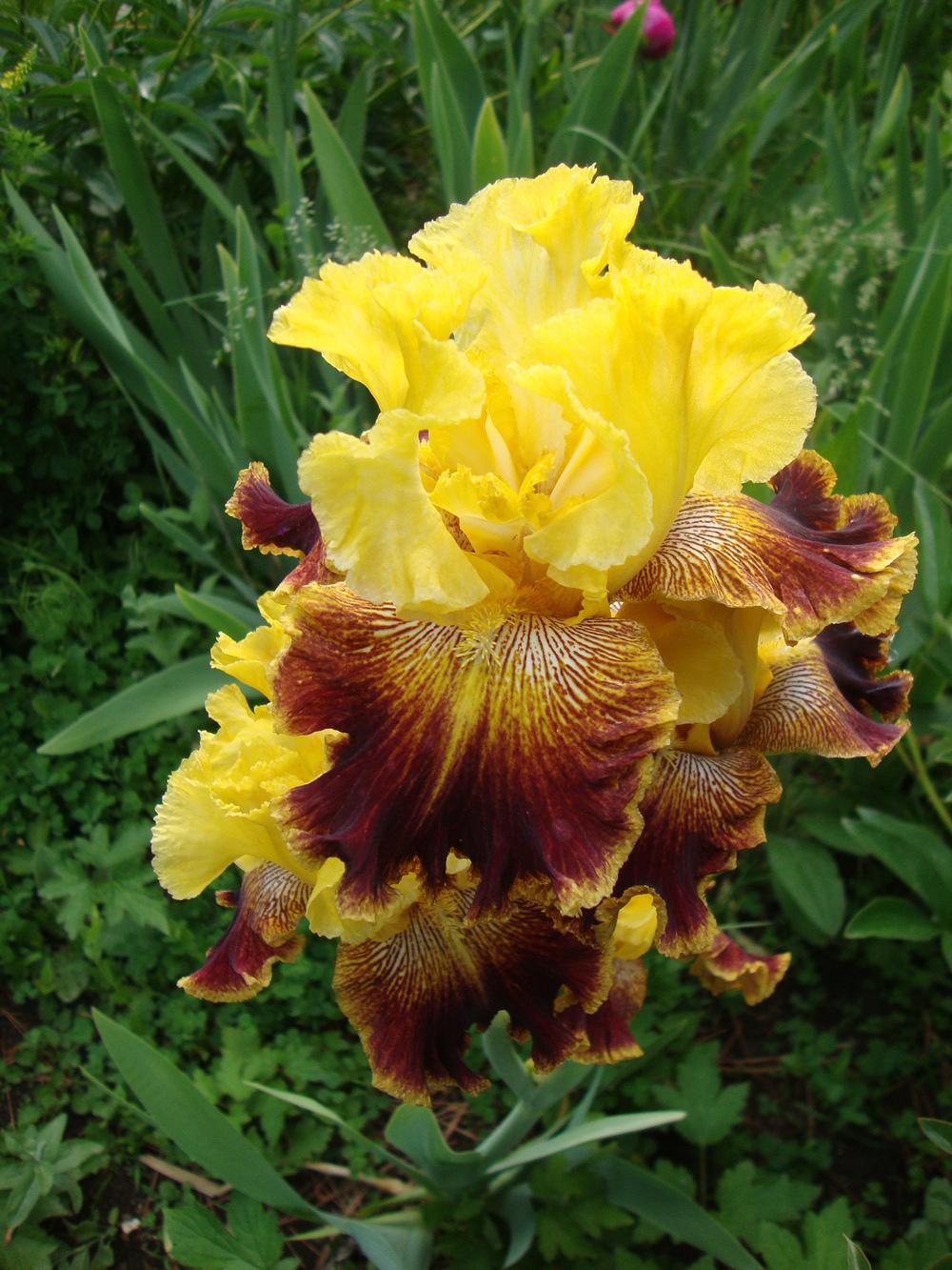 Photo of Tall Bearded Iris (Iris 'French Riviera') uploaded by Paul2032