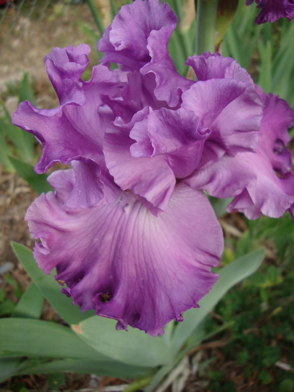 Photo of Tall Bearded Iris (Iris 'Rhinelander') uploaded by Paul2032