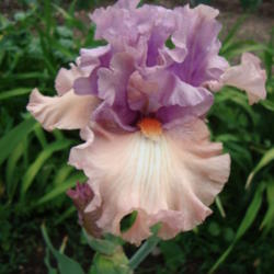 Location: Pleasant Grove, Utah
Date: 2012-05-23
In my garden