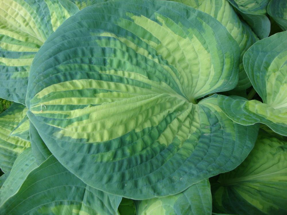 Photo of Hosta 'Great Expectations' uploaded by Paul2032