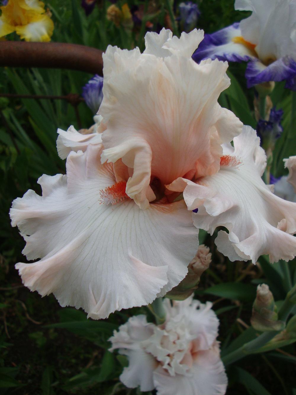 Photo of Tall Bearded Iris (Iris 'Hopeless Romantic') uploaded by Paul2032