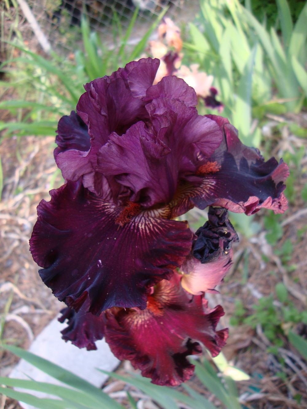 Photo of Tall Bearded Iris (Iris 'Swordsman') uploaded by Paul2032