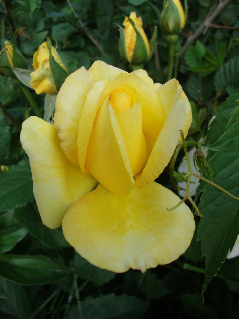 Photo of Rose (Rosa 'Gold Medal') uploaded by Paul2032