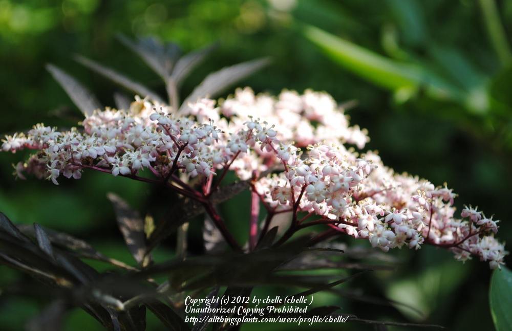 Photo of Elderberry (Sambucus nigra Black Lace™) uploaded by chelle