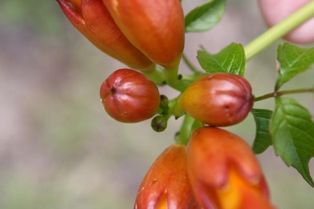 Photo of Trumpet Vine (Campsis radicans) uploaded by gingin