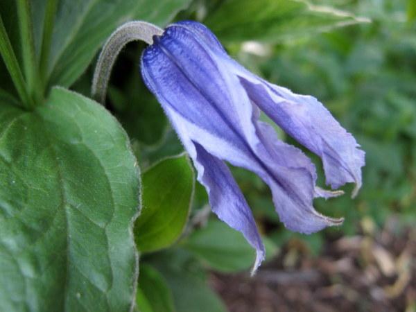 Photo of Clematis (Clematis integrifolia) uploaded by goldfinch4