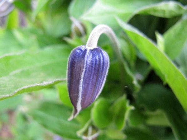 Photo of Clematis (Clematis integrifolia) uploaded by goldfinch4