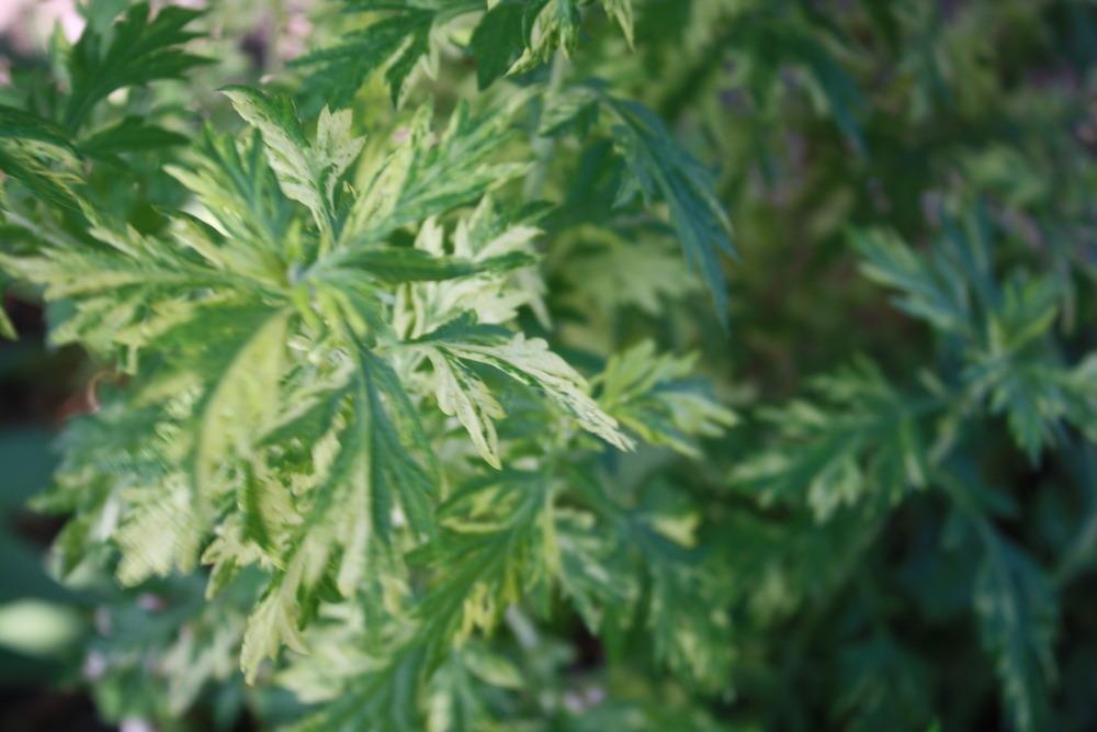 Photo of Variegated Mugwort (Artemisia vulgaris Oriental Limelight) uploaded by keyi