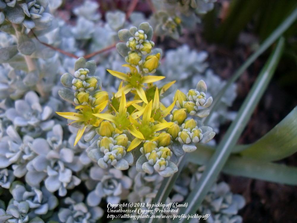 Photo of Stonecrop (Sedum spathulifolium subsp. pruinosum 'Cape Blanco') uploaded by picklepuff