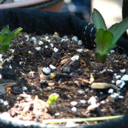 Location: At our garden - Central Valley area, CA
Date: 2012-05-22
Eucomis tiny piny opal is finally starting to show up