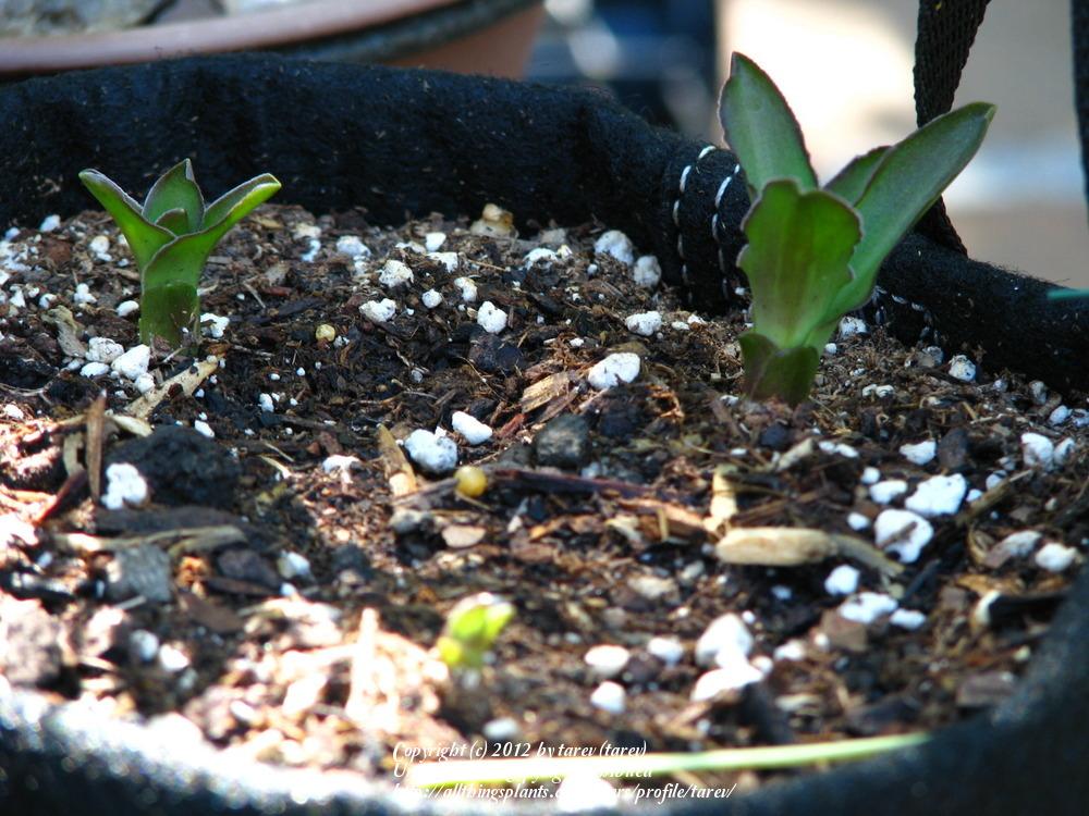 Photo of Pineapple Lily (Eucomis 'Tiny Piny Opal') uploaded by tarev