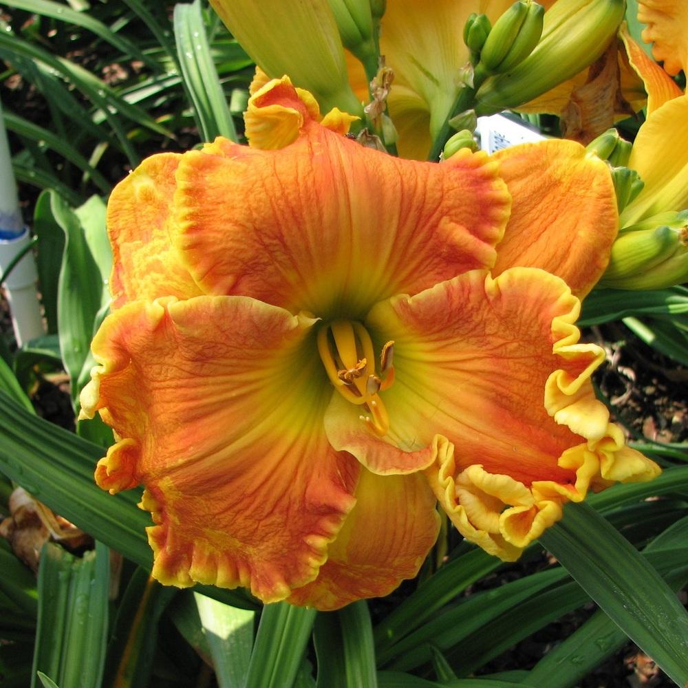 Photo of Daylily (Hemerocallis 'Orange Colossus') uploaded by tink3472