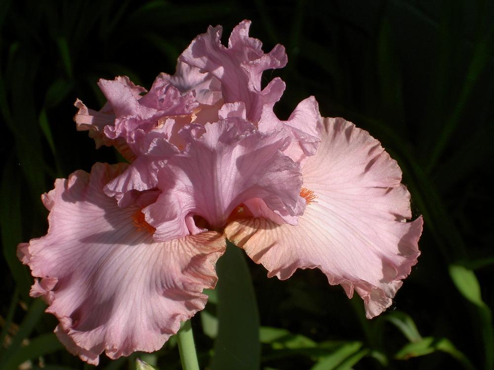 Photo of Tall Bearded Iris (Iris 'Designer Label') uploaded by Muddymitts